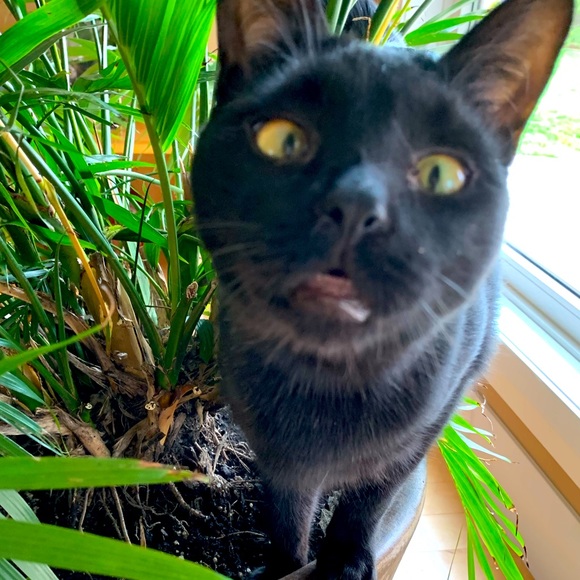 Meet your Posher, Mc - Picture 1 of 1